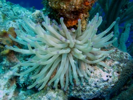 Giant Anemone IMG 6893